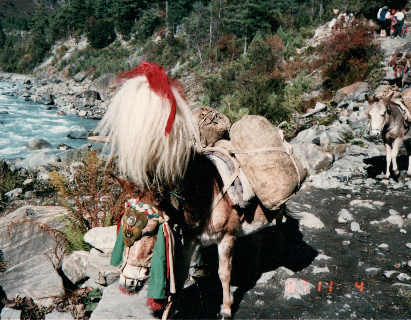 Pack Pony Train in Marsayangdi Valley