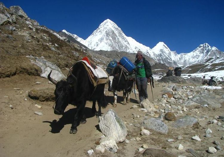 Yaks at Gorak Shep on route from Lobuje to Kallar Pattar