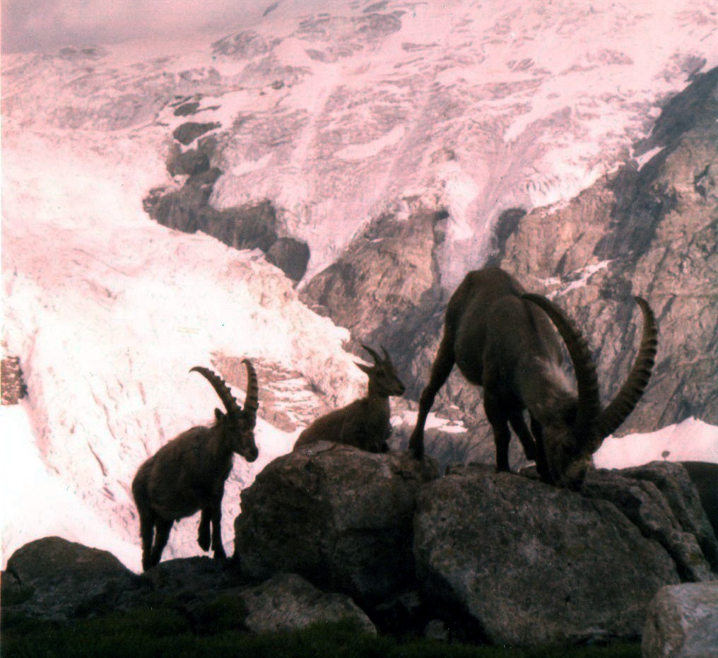 Ibex on ascent of the Wetterhorn