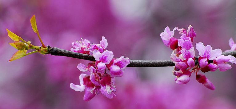 Blossom of Judas Trees