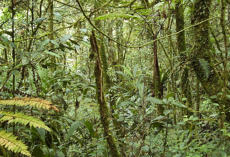 Jungle ( montane forest ) in the Cameron Highlands