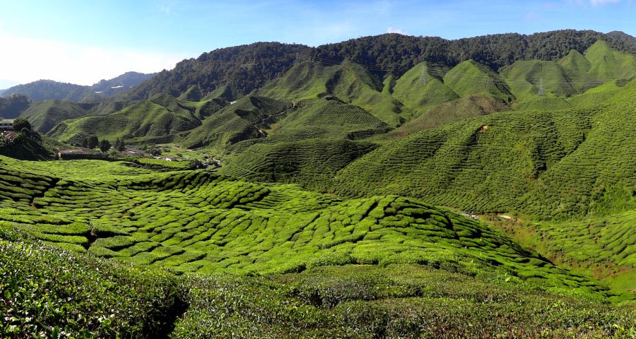 Tea Plantation in Cameron Highlands