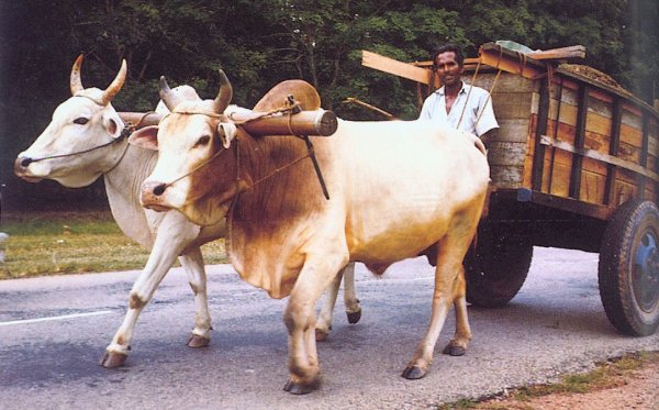 Bullock Cart