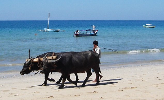 Buffalo on Ngapali Beach