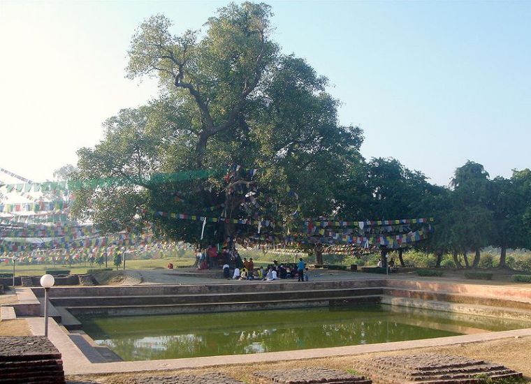 Bodhi Tree at Lumbini