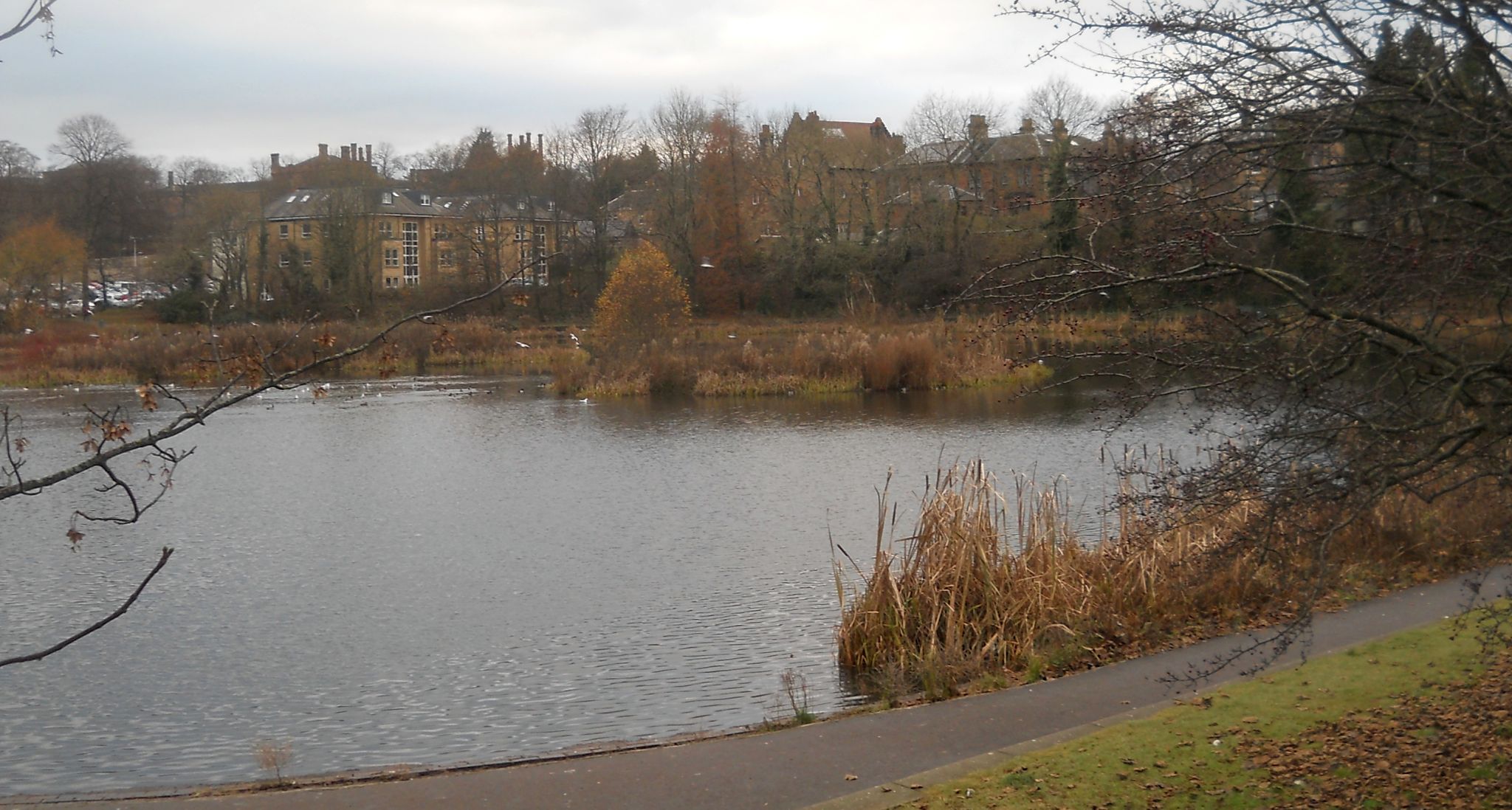 Bingham's Pond in Great Western Road