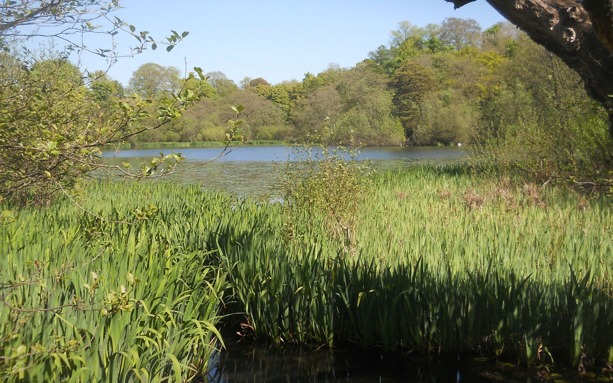 Kilmardinny Loch in Bearsden