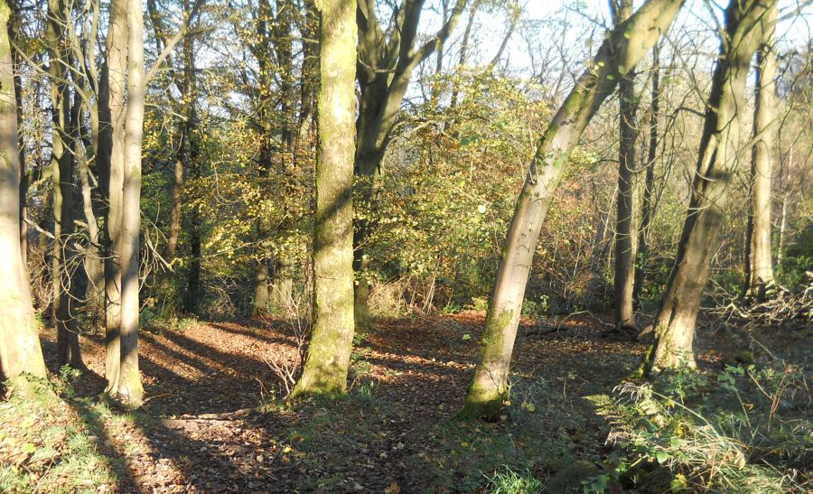 Trail through Woods in Gleniffer Braes Country Park