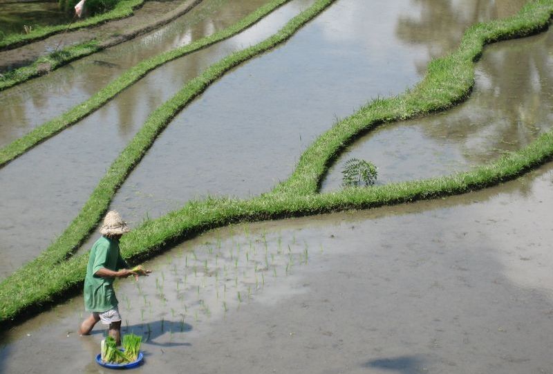 Rice Paddies at Ubud on the Indonesian Island of Bali