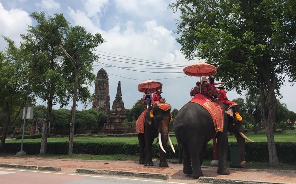 Elephants at Ayutthaya Historical Park in Northern Thailand