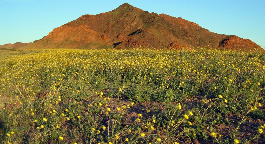 Desert Flowers in Death Valley