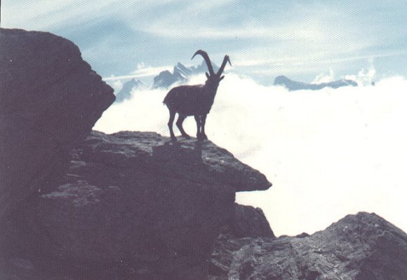 Ascent of the Jungfrau in the Bernese Oberland 